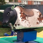 bull